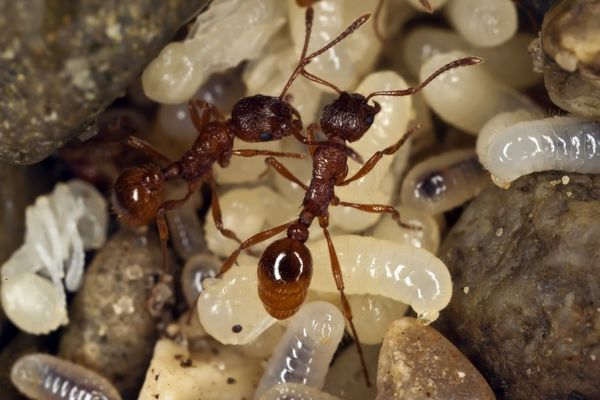 مورچه آتش اروپایی فرمیکا روبرا