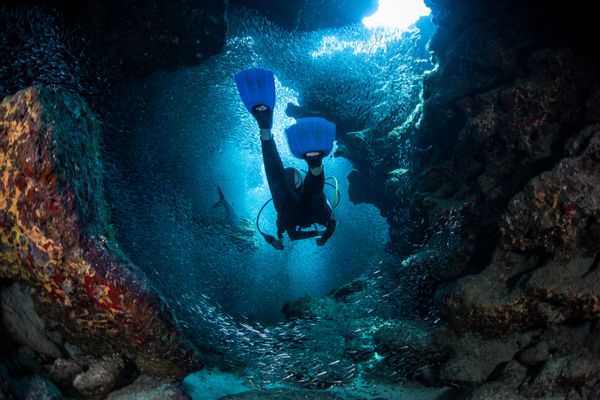 یک غواص شکاف ها شکاف ها و حفره های یک صخره مرجانی در جزیره گراند کیمن را بررسی می کند بسیاری از گونه‌های صخره‌ها مانند سیلورسایدها محافظت در سایه این مناطق تاریک را ترجیح می‌دهند
