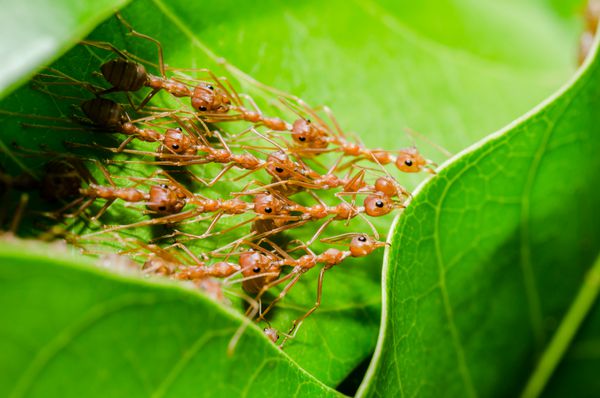 مورچه های قرمز با مفهوم قدرت کار گروهی خانه می سازند