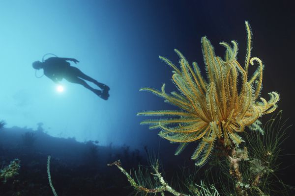 شاخه زیر آب یک غواص زن که در کنار صخره های مرجانی و ستاره پر شنا می کند