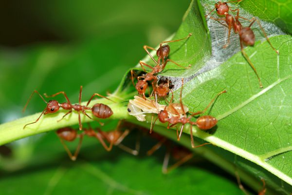 گروهی از مورچه های قرمز در لانه شکار می شوند