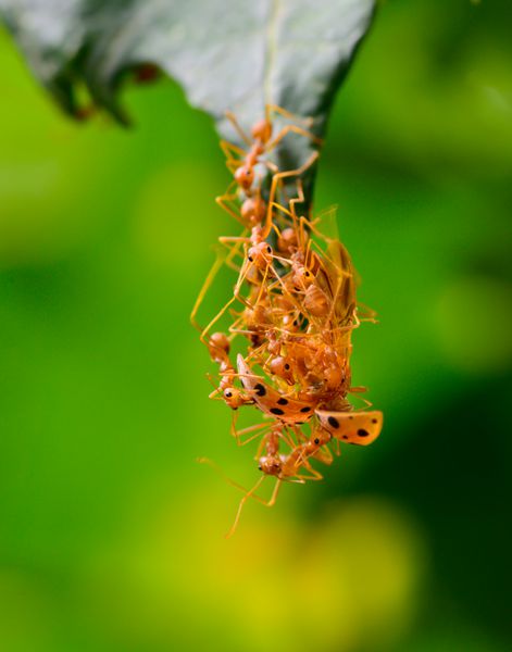ماکرو ارتش مورچه‌های قرمز در حال ازدحام کفشدوزک برای غذا روی لبه برگ هستند تمرکز انتخابی در بال کفشدوزک با پس‌زمینه تاری سبز