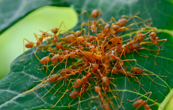 کلان ارتش مورچه های قرمز در حال ازدحام کفشدوزک برای غذا هستند فوکوس انتخابی روی کفشدوزک با پس‌زمینه تاری سبز