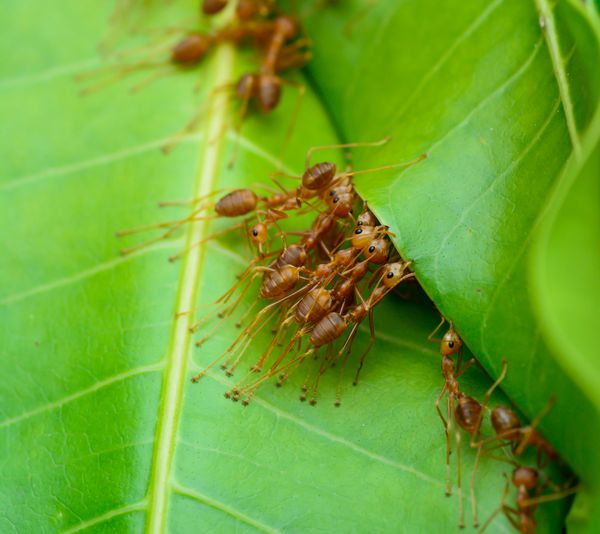نمای ماکرو بالای ارتش مورچه قرمز با استفاده از برگ در حال ساختن لانه هستند فوکوس انتخابی در چشم با پس زمینه تار