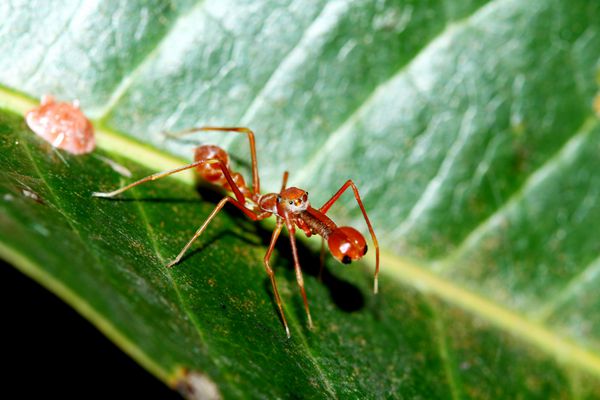 عنکبوت مورچه ای تقلیدی روی برگ