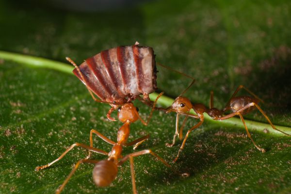 مورچه قرمز