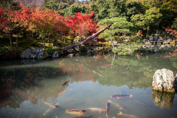 رنگ پاییزی با حوض ماهی در معبد Tenryu-ji