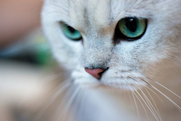 حیوانات پرتره نزدیک از گربه چینچیلا با مو کوتاه بریتانیایی