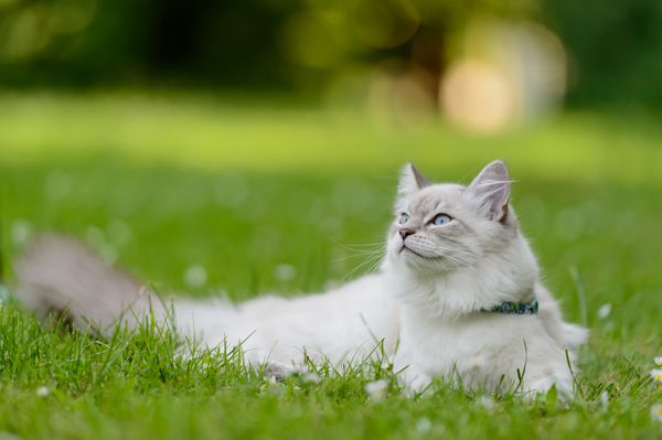 گربه سیبری در طبیعت