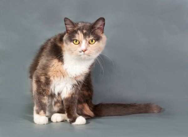 گربه کرکی سه رنگ با چشمان زرد که روی پس زمینه خاکستری نشسته است
