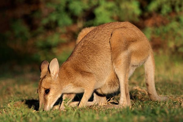 زن چابک والابی Macropus Agilis پارک ملی کاکادو قلمرو شمالی استرالیا