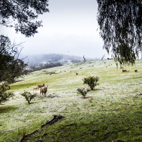گوسفند در مزارع در طول زمستان با گرد و غبار تازه از برف در کوه