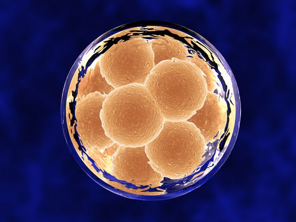 جنین 12 سلولی داخل غشاء