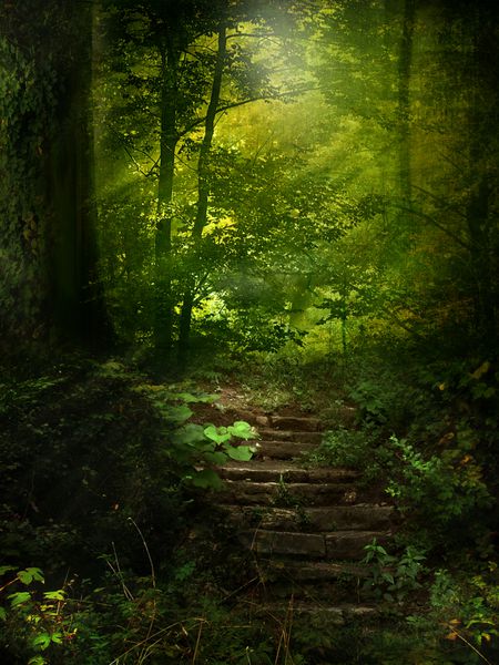 مسیر جنگل