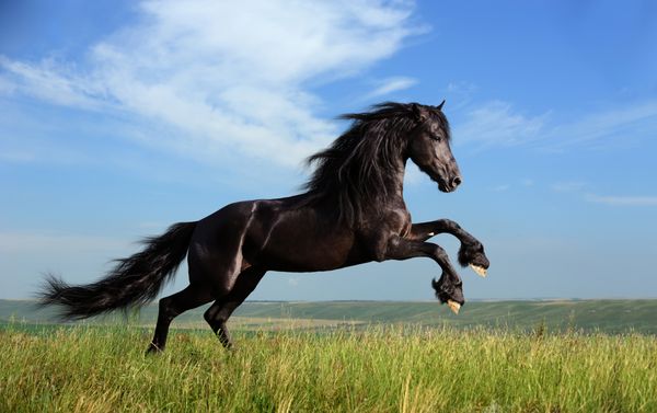 اسب سیاه زیبا در حال بازی در زمین