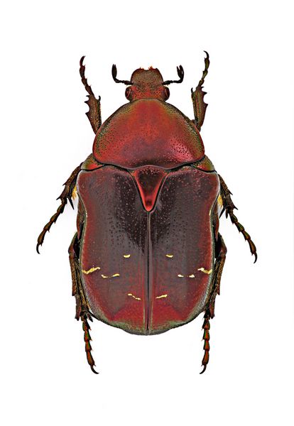 نمونه Cetonia aurata - فرم قرمز