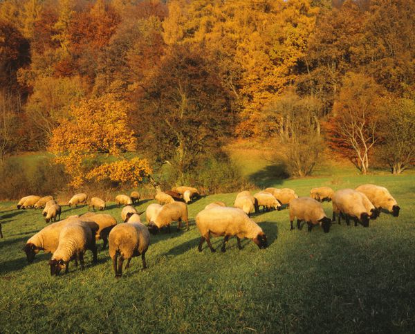 Schafe im Herbst