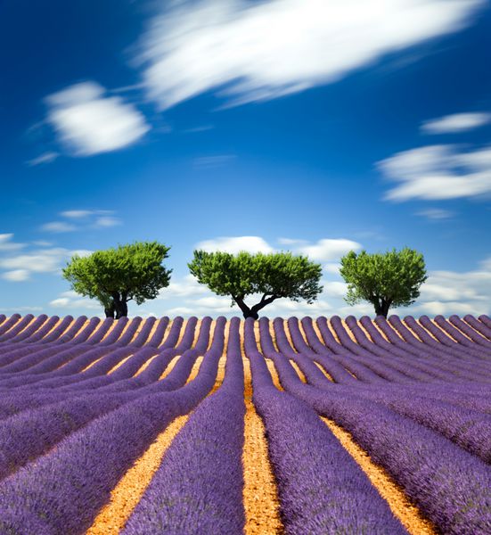مزرعه اسطوخودوس Lavande Provence فرانسه در پروونس فرانسه
