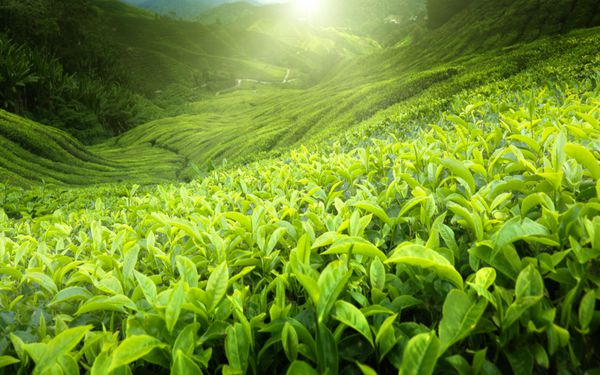 مزارع چای در ارتفاعات کامرون مالزی