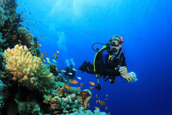 غواص غواصی صخره مرجانی را در دریای استوایی کشف می کند