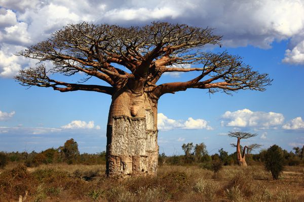 درخت بزرگ بائوباب ماداگاسکار