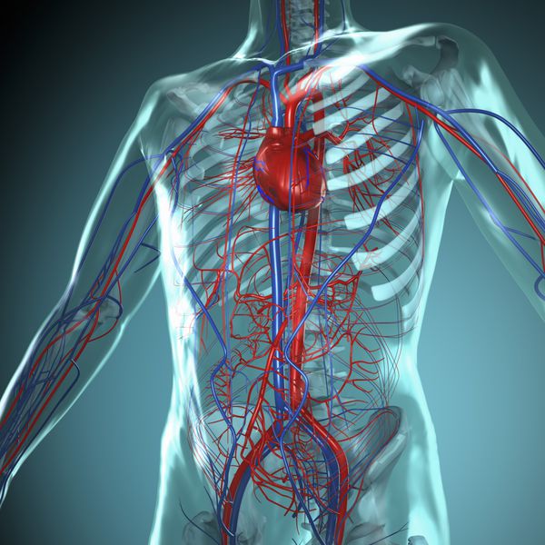 Anatomie Modell Herz-Kreislauf System des Menschen