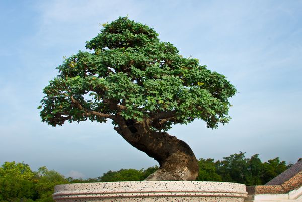 درخت بونسای