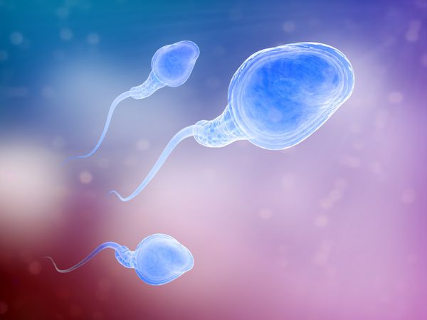 سه سلول اسپرم