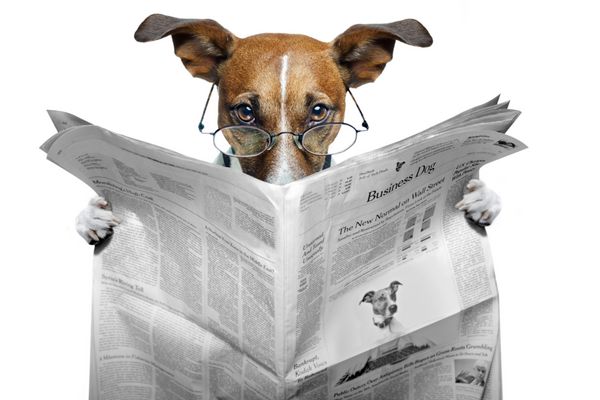 سگ در حال خواندن روزنامه