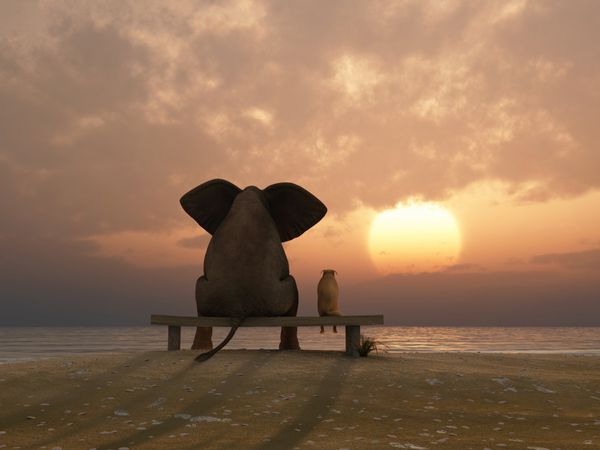 فیل و سگ در ساحل تابستانی نشسته اند