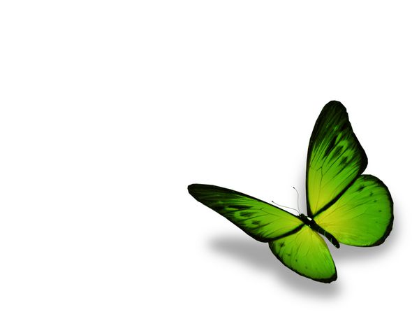 پروانه سبز جدا شده در پس زمینه سفید