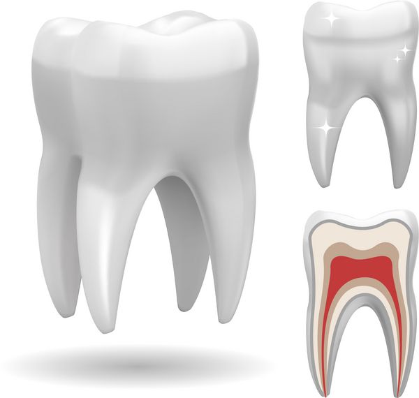 دندان سه بعدی ایزوله با نسخه جلو و برش