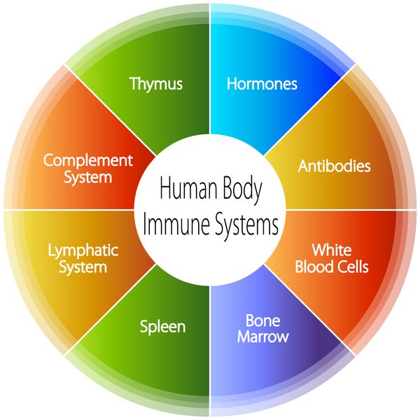 نمودار سیستم ایمنی بدن انسان
