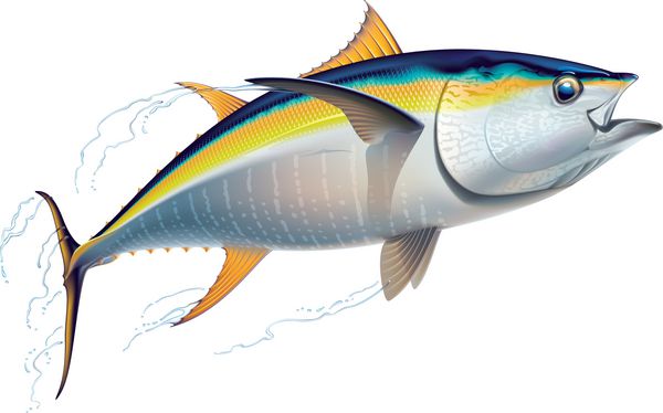 ماهی تن زردپر