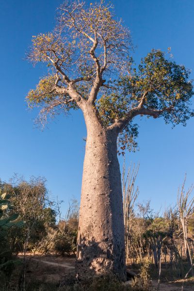 درخت بائوباب