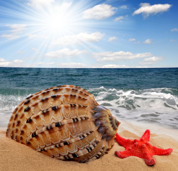صدف حلزونی با ستاره دریایی در ساحل