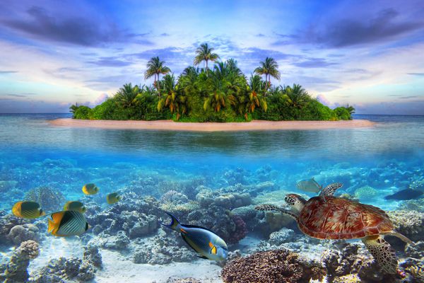 زندگی دریایی در جزیره گرمسیری مالدیو