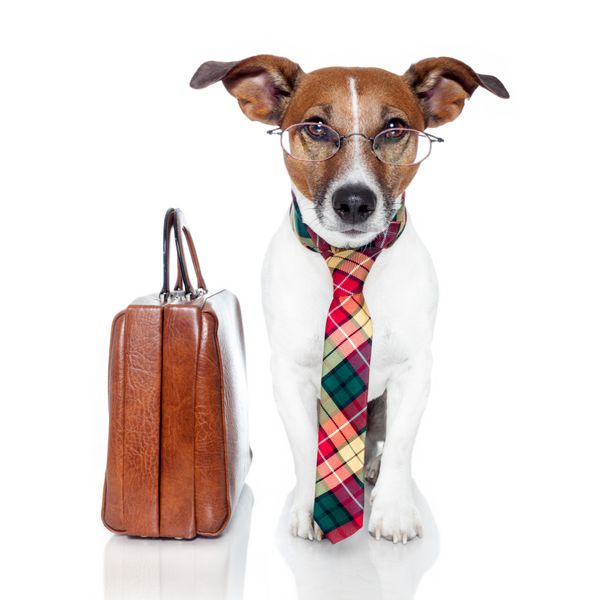 سگ تجاری با کیف چرمی