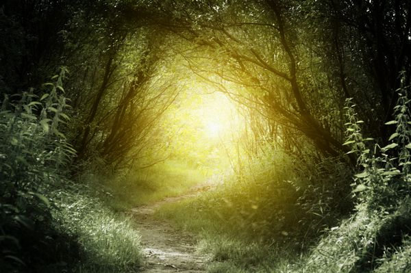 راه در جنگل عمیق
