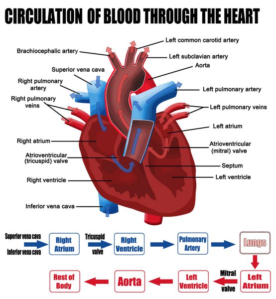 گردش خون از طریق قلب
