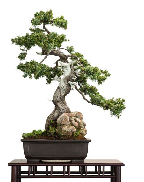 ایگل-واچولدر Juniperus rigidus آلس بونسای-باوم