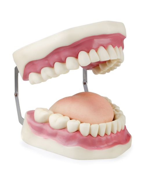 مدل دندانپزشکی