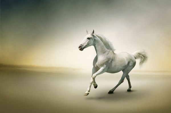 عکس سهام اسب سفید در حرکت