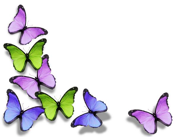 پروانه های مختلف جدا شده در پس زمینه سفید