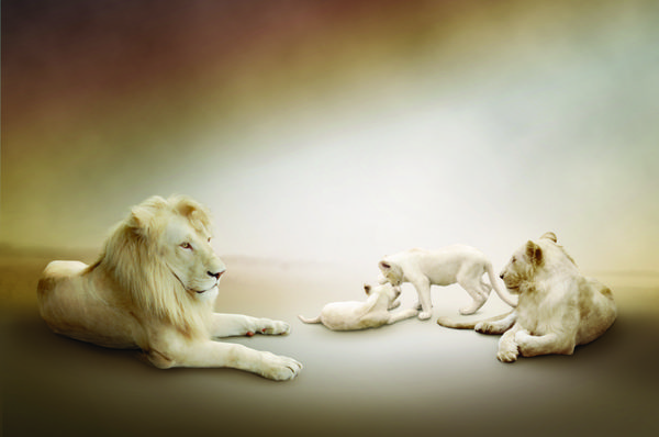 خانواده شیر سفید