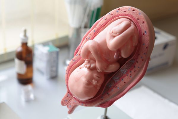 Modell eines menschlichen جنین