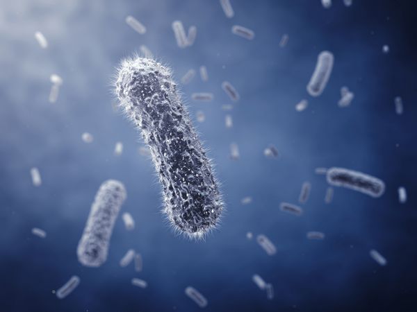 باکتری های میله ای شکل تصویر دقیق