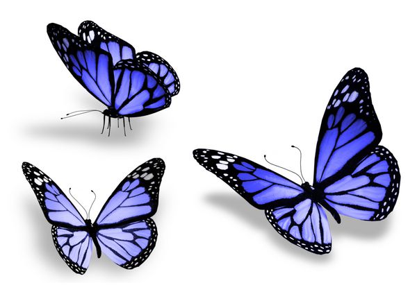 سه پروانه آبی جدا شده در پس زمینه سفید