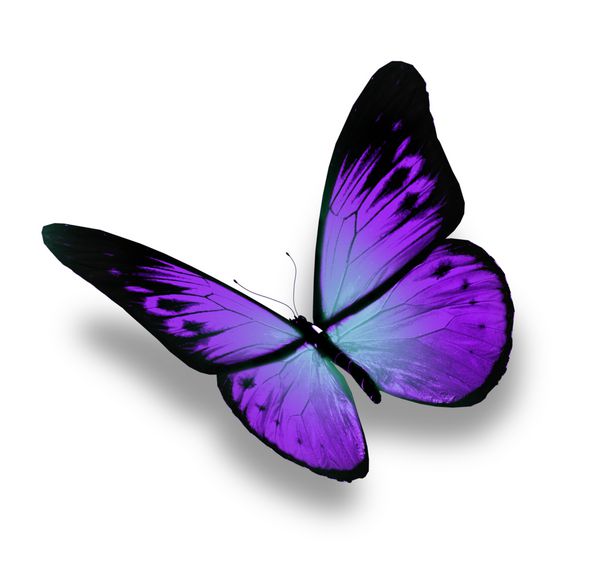 پروانه بنفش در حال پرواز جدا شده در پس زمینه سفید
