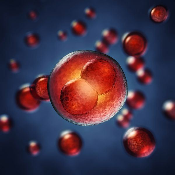 جنین دو سلولی تصویر سه بعدی